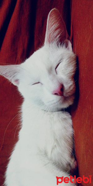 Ankara Kedisi, Kedi  Pamuk' Eş Arıyoruz :) fotoğrafı