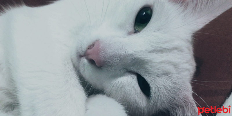 Ankara Kedisi, Kedi  Pamuk' Eş Arıyoruz :) fotoğrafı