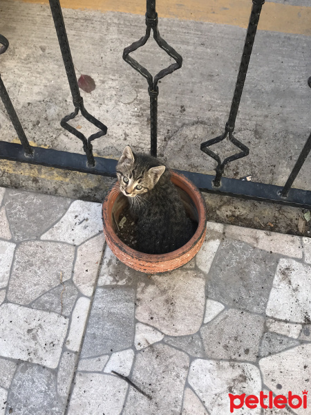 Tekir Kedi, Kedi  Yavru 3 fotoğrafı