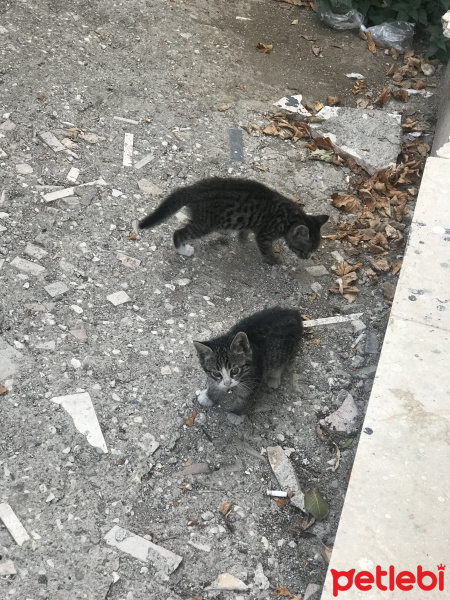 Tekir Kedi, Kedi  Yavru 3 fotoğrafı