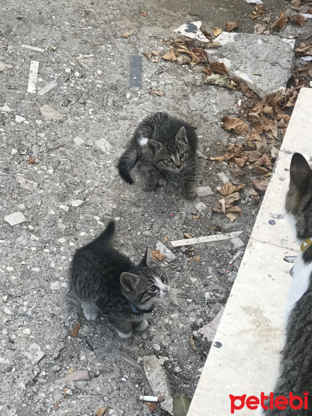 Tekir Kedi, Kedi  Yavru 3 fotoğrafı
