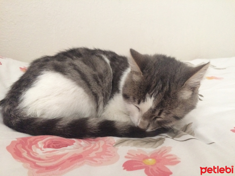 Tekir Kedi, Kedi  Mira fotoğrafı