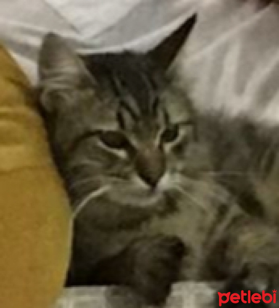 Tekir Kedi, Kedi  Şakir fotoğrafı