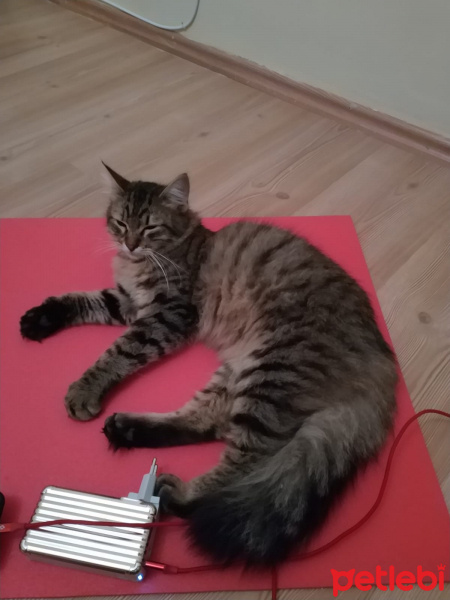 Tekir Kedi, Kedi  Şakir fotoğrafı