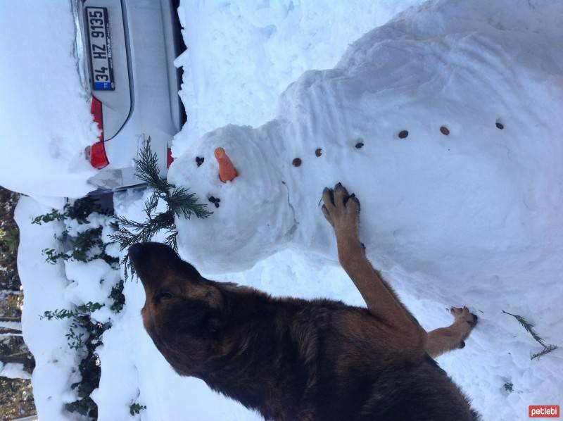 Alman Çoban Köpeği, Köpek  Sakız fotoğrafı