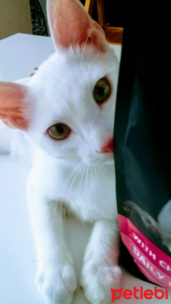 Van Kedisi, Kedi  Pigpag fotoğrafı