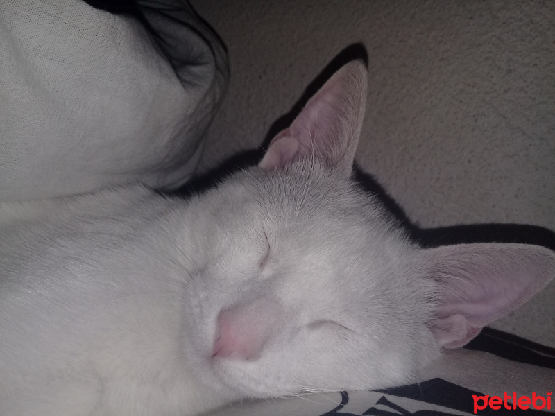 Van Kedisi, Kedi  Pigpag fotoğrafı