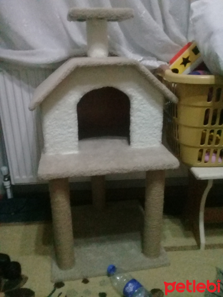 Van Kedisi, Kedi  Pigpag fotoğrafı