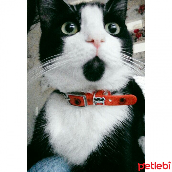 Tuxedo (Smokin) Kedi, Kedi  Mia fotoğrafı