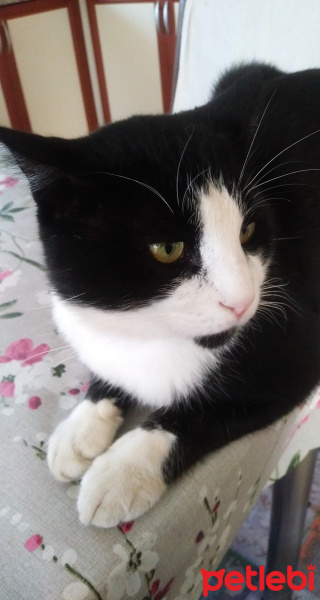 Tuxedo (Smokin) Kedi, Kedi  Mia fotoğrafı