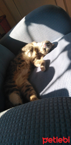 Tekir Kedi, Kedi  Luna fotoğrafı