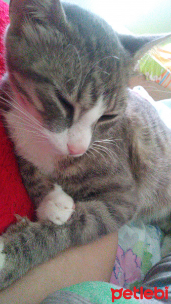 Tekir Kedi, Kedi  Luna fotoğrafı