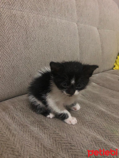 Tekir Kedi, Kedi  Cazgır fotoğrafı