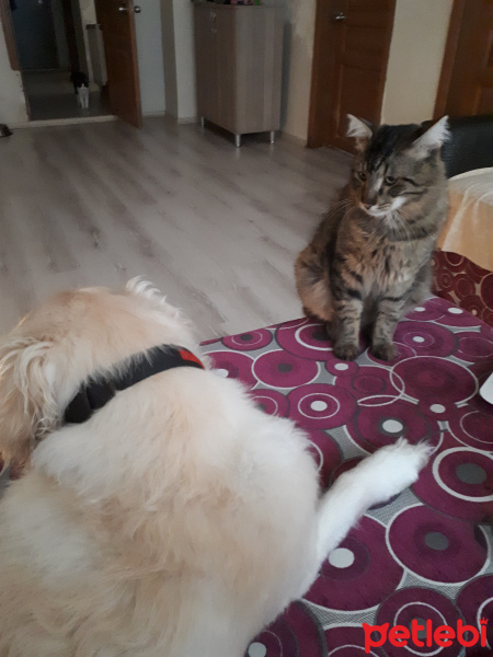 Tekir Kedi, Kedi  RIFKI fotoğrafı