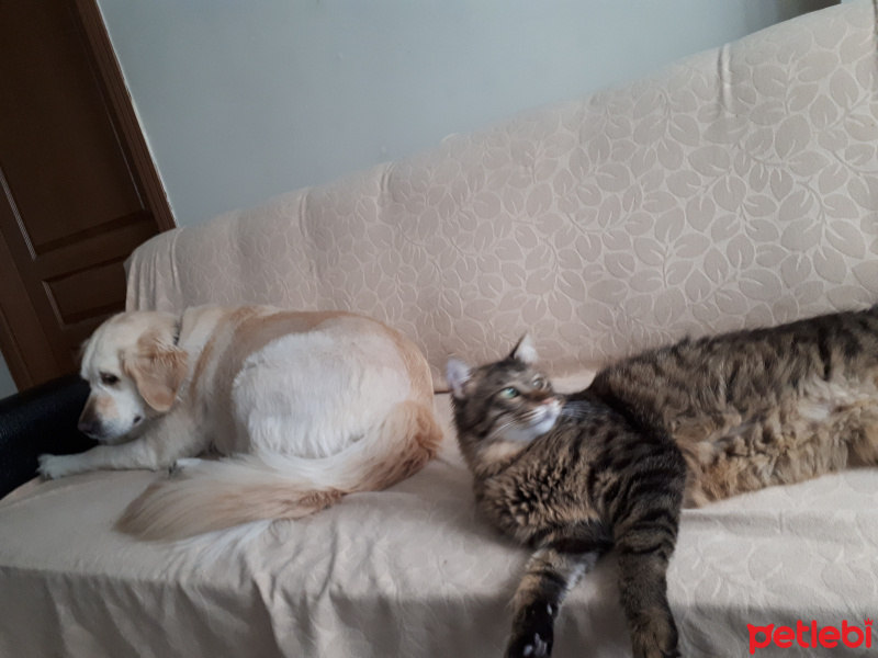 Tekir Kedi, Kedi  RIFKI fotoğrafı