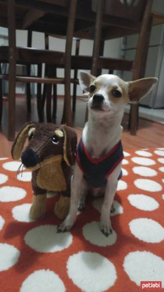 Chihuahua, Köpek  HERKÜL fotoğrafı