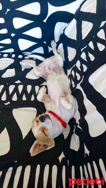 Chihuahua, Köpek  HERKÜL fotoğrafı