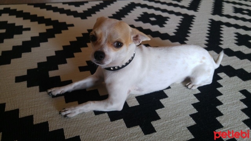 Chihuahua, Köpek  HERKÜL fotoğrafı