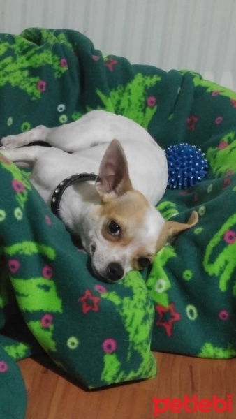 Chihuahua, Köpek  HERKÜL fotoğrafı