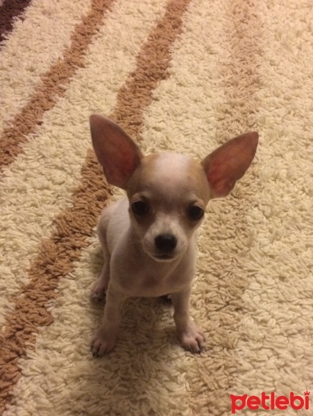 Chihuahua, Köpek  HERKÜL fotoğrafı