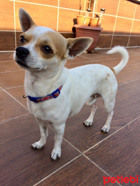 Chihuahua, Köpek  HERKÜL fotoğrafı