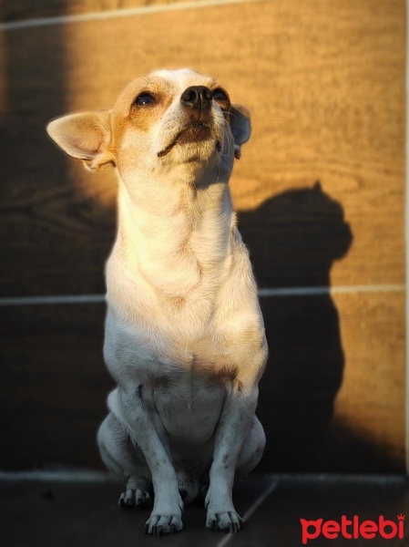 Chihuahua, Köpek  HERKÜL fotoğrafı