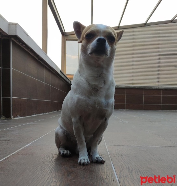 Chihuahua, Köpek  HERKÜL fotoğrafı