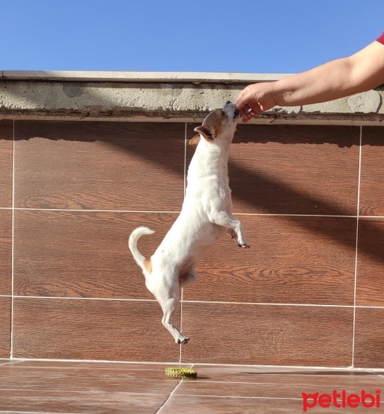 Chihuahua, Köpek  HERKÜL fotoğrafı