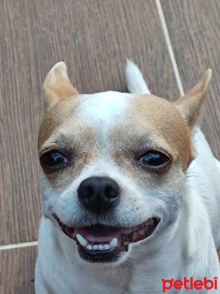 Chihuahua, Köpek  HERKÜL fotoğrafı
