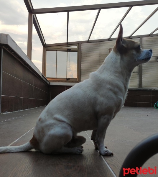 Chihuahua, Köpek  HERKÜL fotoğrafı