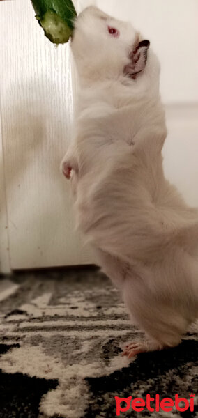 Guinea Pig, Kemirgen  Ayzek fotoğrafı