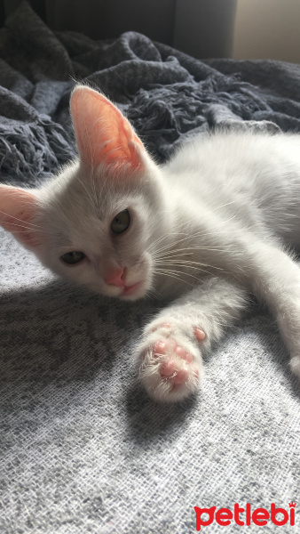 Van Kedisi, Kedi  Pamuk fotoğrafı
