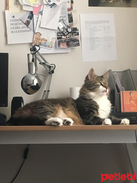 Tekir Kedi, Kedi  Kraker fotoğrafı