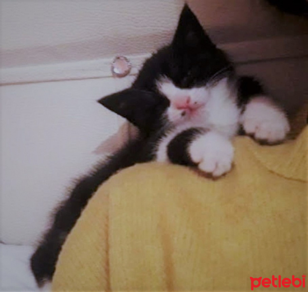 Tekir Kedi, Kedi  KÖMÜR fotoğrafı