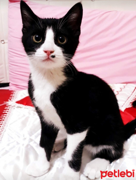 Tekir Kedi, Kedi  KÖMÜR fotoğrafı