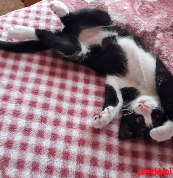 Tekir Kedi, Kedi  KÖMÜR fotoğrafı