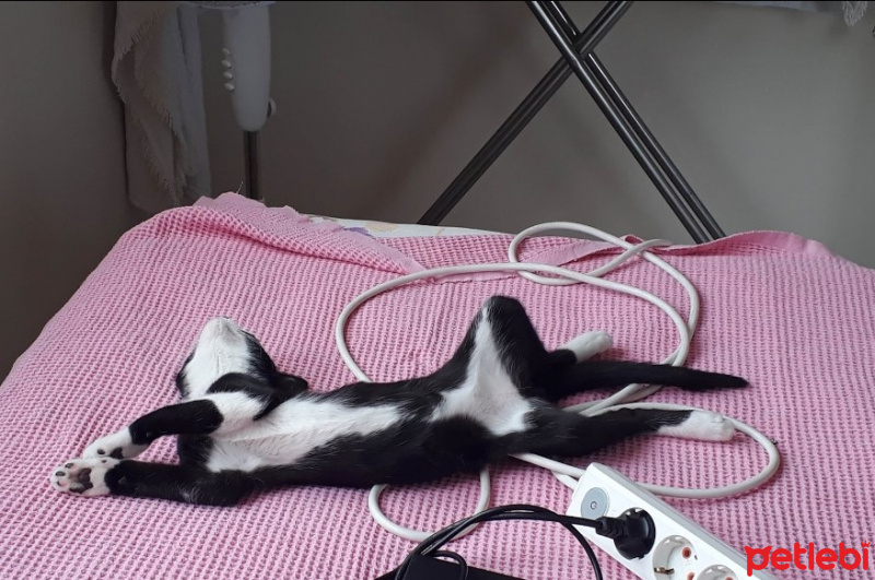 Tekir Kedi, Kedi  KÖMÜR fotoğrafı