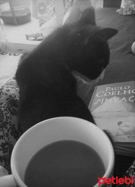 Tekir Kedi, Kedi  KÖMÜR fotoğrafı