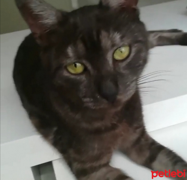 Tekir Kedi, Kedi  Edi fotoğrafı