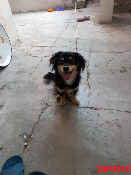 Cavalier King Charles Spanieli, Köpek  Çakıl fotoğrafı
