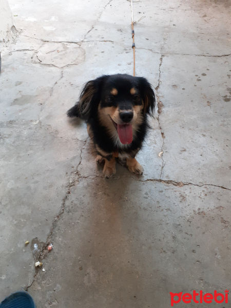 Cavalier King Charles Spanieli, Köpek  Çakıl fotoğrafı
