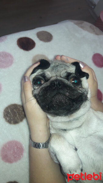 Pug, Köpek  Rıfkı fotoğrafı