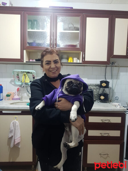 Pug, Köpek  Rıfkı fotoğrafı