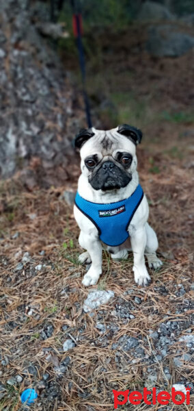 Pug, Köpek  Rıfkı fotoğrafı