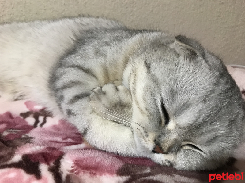 Scottish Fold, Kedi  Casper fotoğrafı