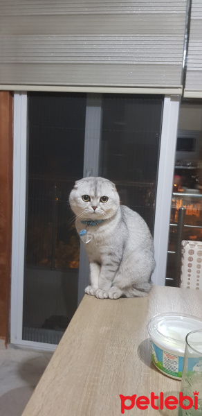Scottish Fold, Kedi  Casper fotoğrafı