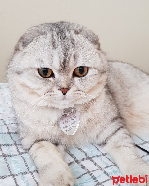 Scottish Fold, Kedi  Casper fotoğrafı