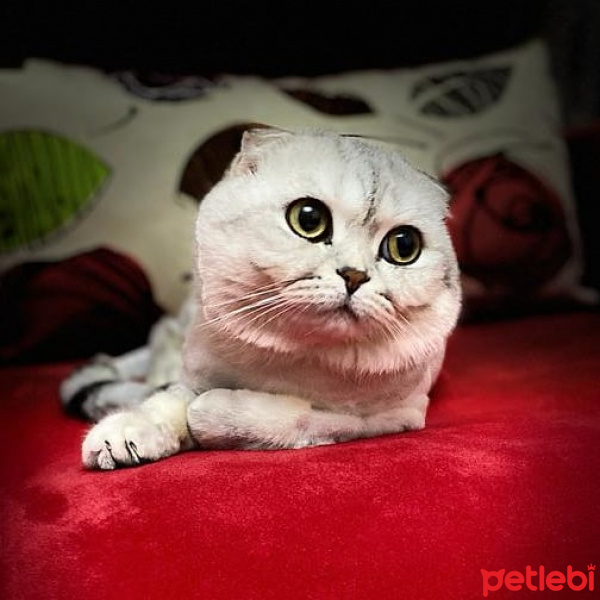 Scottish Fold, Kedi  Casper fotoğrafı