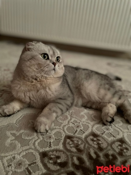 Scottish Fold, Kedi  Casper fotoğrafı