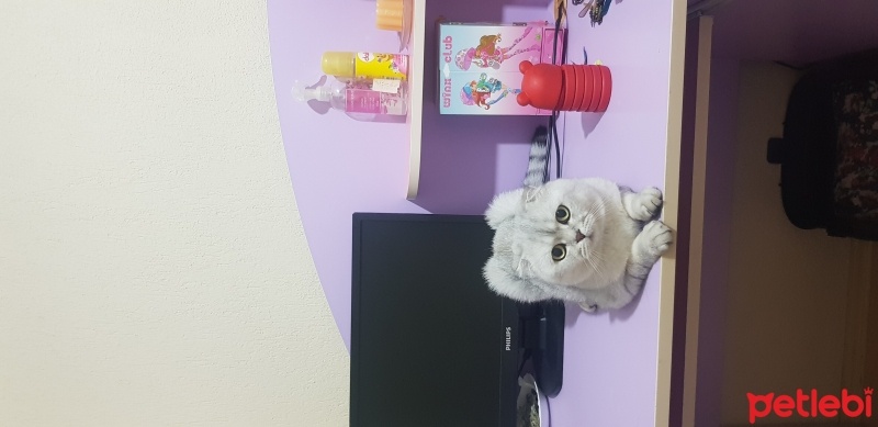 Scottish Fold, Kedi  Casper fotoğrafı